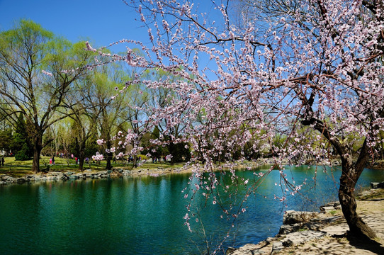 湖水岸桃花柳绿