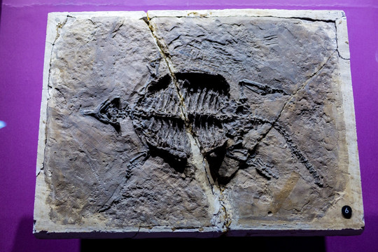 上海自然博物馆化石