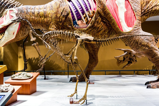 上海自然博物馆恐龙