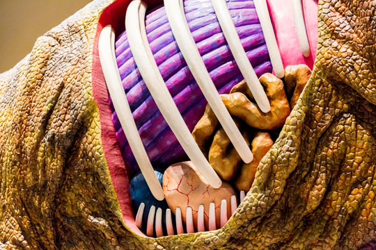 恐龙模型剖面