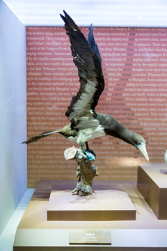 褐鲣鸟 标本 上海自然博物馆