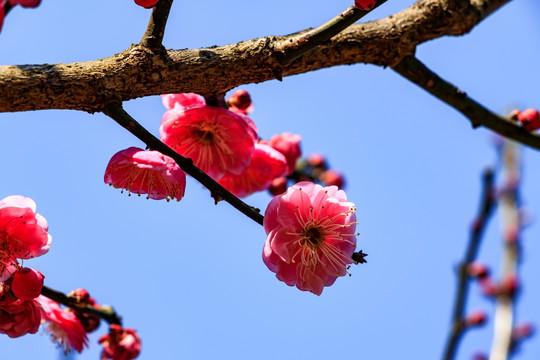 梅花 冬梅 花朵花卉 梅花枝条