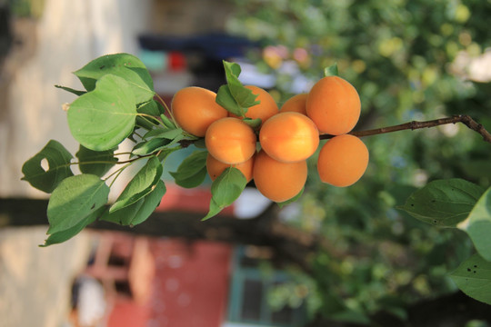麦黄杏 杏树 杏