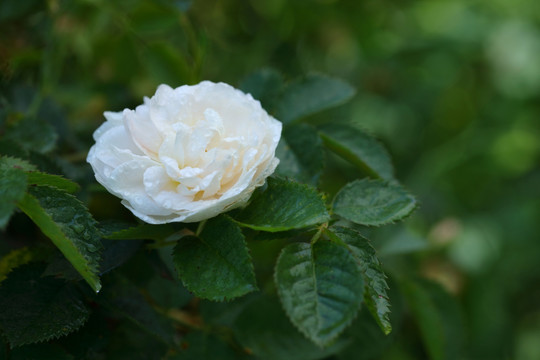 保加利亚白玫瑰花