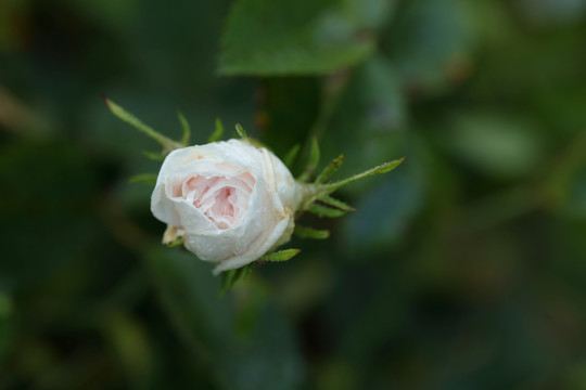 保加利亚白玫瑰花蕾