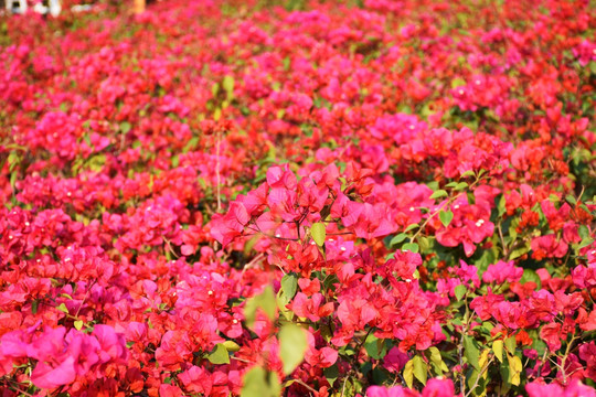 杜鹃花 花海