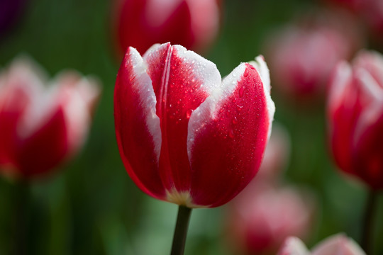 郁金香花