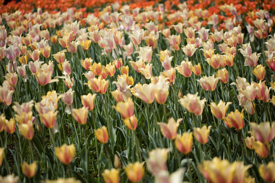 郁金香花