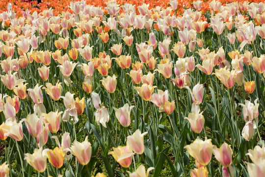 郁金香花