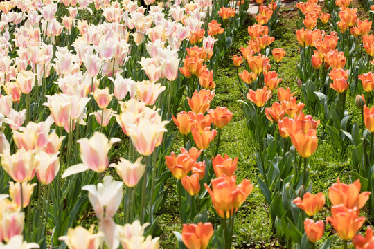 郁金香花