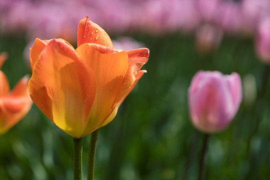 郁金香花