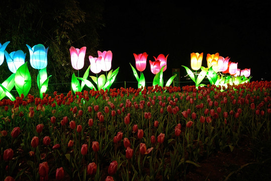 兰溪市中洲公园夜景 郁金香花灯