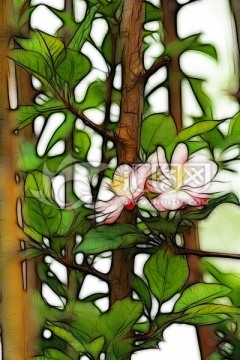 抽象花卉