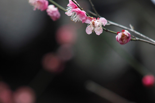 红梅花儿开