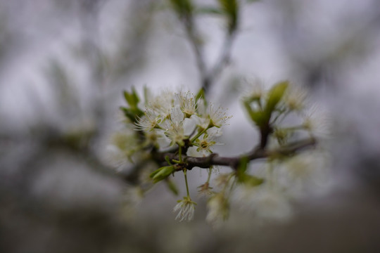 李花