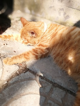 阳光下的猫
