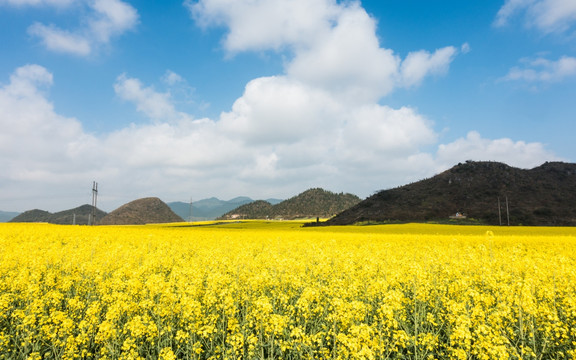 罗平金鸡峰丛油菜花海