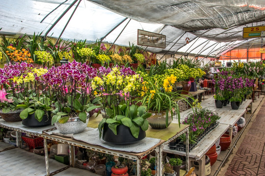 鲜花店花卉市场