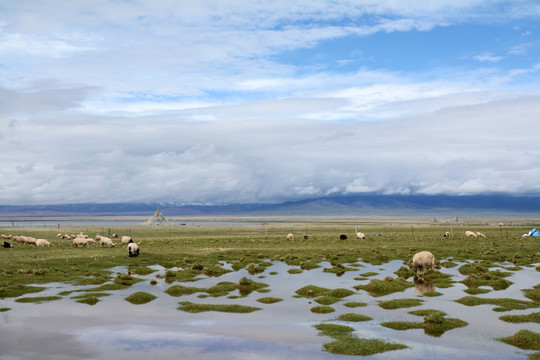青海湖藏羚羊