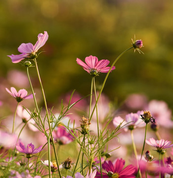 格桑花 秋英