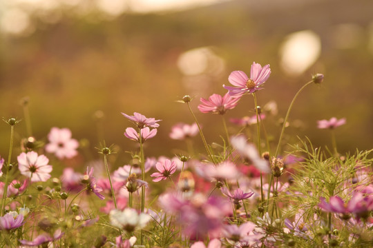 格桑花 秋英