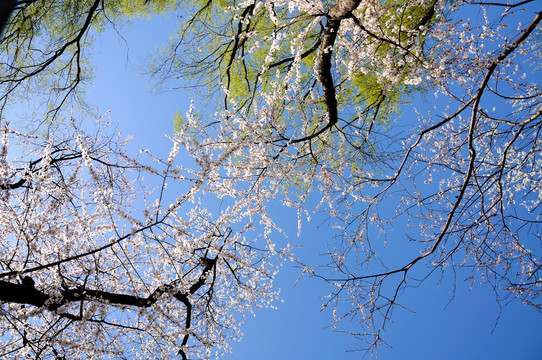 仰望蓝天花似锦