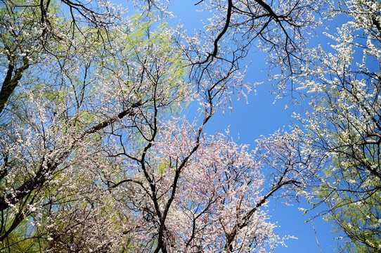 满树花开满天春