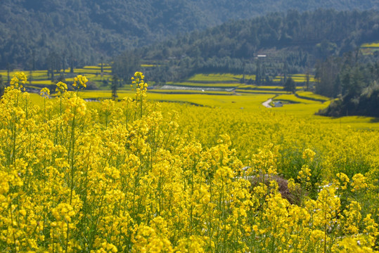 油菜花