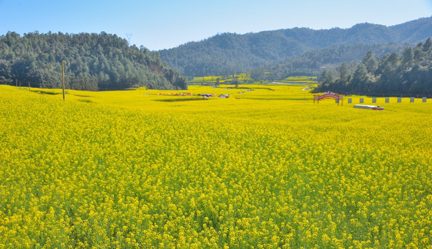 油菜花