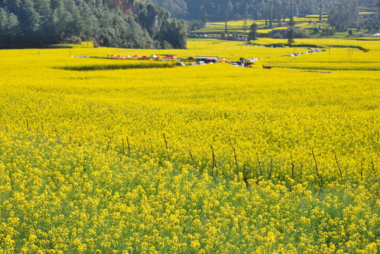 油菜花