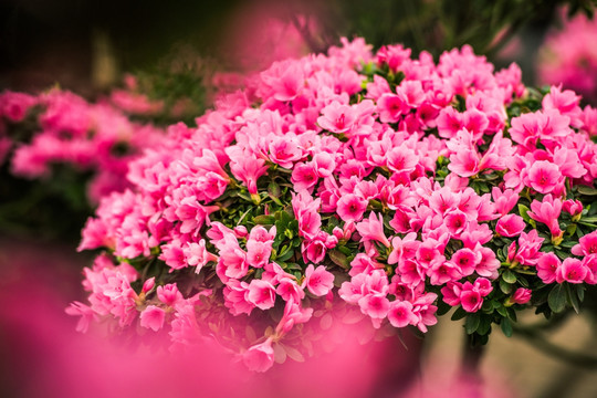 杜鵑花