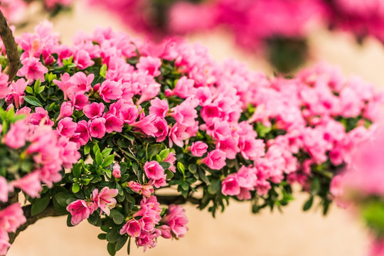 红 绽放 杜鹃花 特写 花背