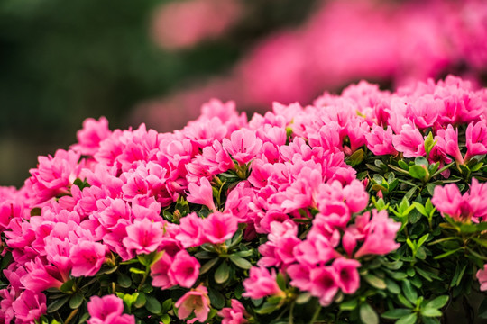 红 绽放 杜鹃花 特写 花背