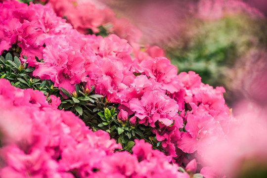 红 绽放 杜鹃花 特写 花背