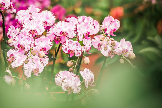 兰花 花 特写 蝴蝶兰 花卉