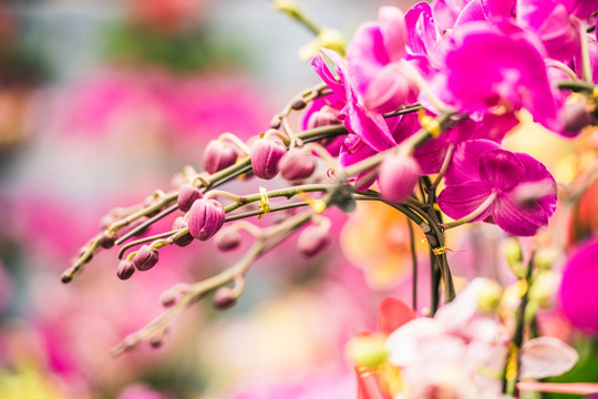 兰花 花 特写 蝴蝶兰 花卉