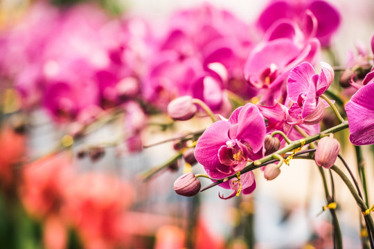 兰花 花 特写 蝴蝶兰 花卉