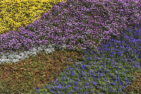 鲜花背景墙 花朵背景