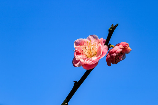 梅枝梅花 梅树 花朵 花卉 花