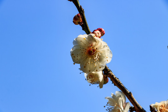 梅枝梅花 梅树 花朵 花卉 花