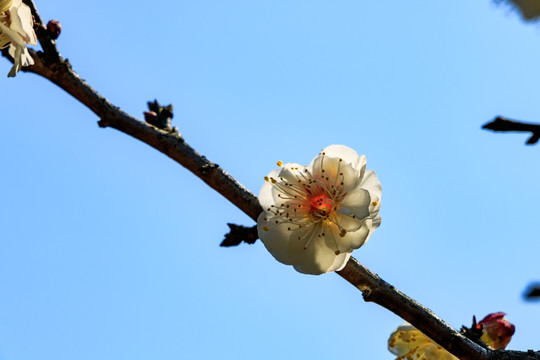 梅枝梅花 梅树 花朵 花卉 花