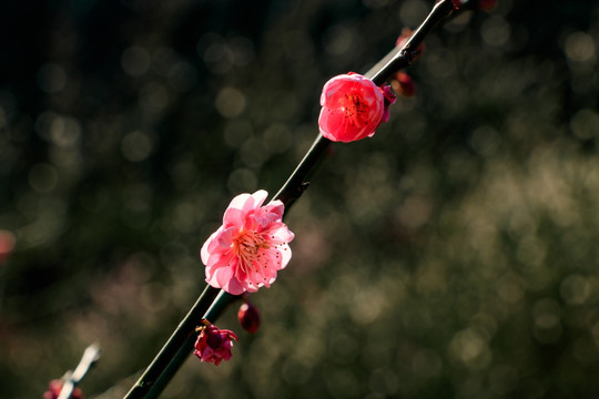 梅枝梅花