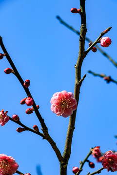 梅枝梅花 红梅