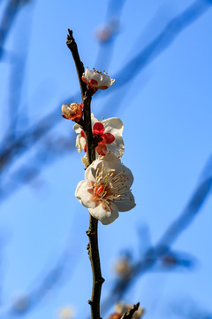 梅枝梅花 梅树 花朵 花卉 花