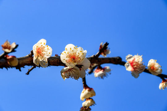 白梅花 梅枝梅花 梅