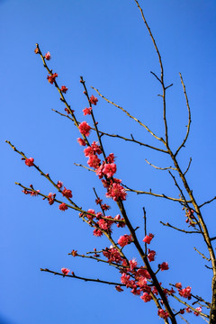 梅枝梅花 梅树 花朵 花卉 花