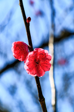 梅枝梅花 梅树 花朵 花卉