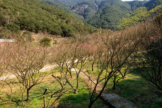 梅园景观 景观 梅花公园 梅花