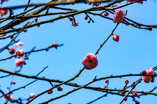 红色梅花 梅枝梅花 梅树 花朵