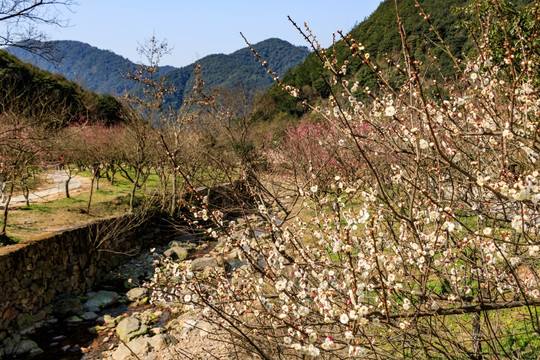 干涸小溪 梅花